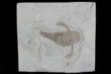 Eurypterus (Sea Scorpion) Fossil - New York #70642-1